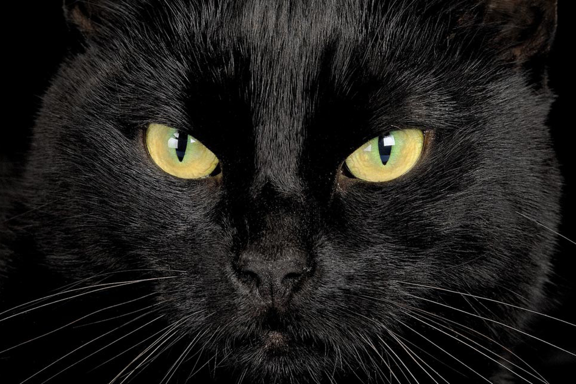 Il Gatto Nero Un Talismano E Porta Fortuna Ecco Perch 