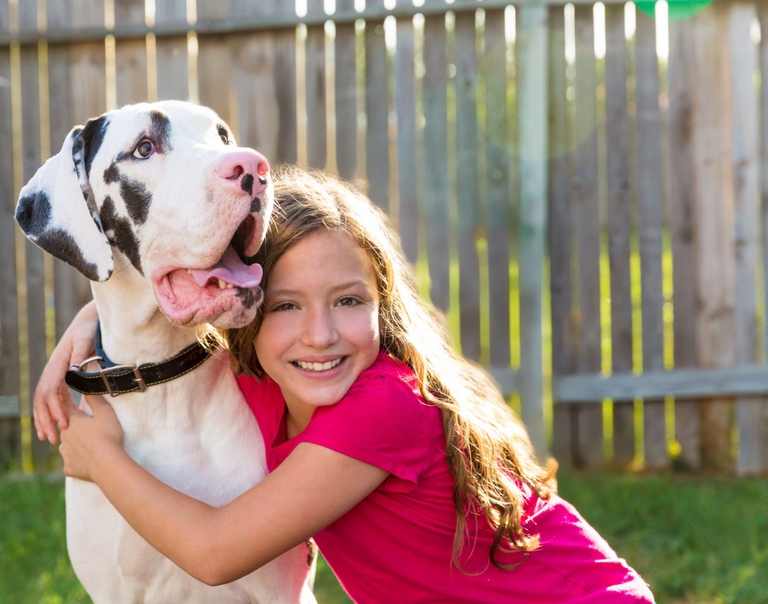 great dane and kid girl hug playing together at backyard outdoor