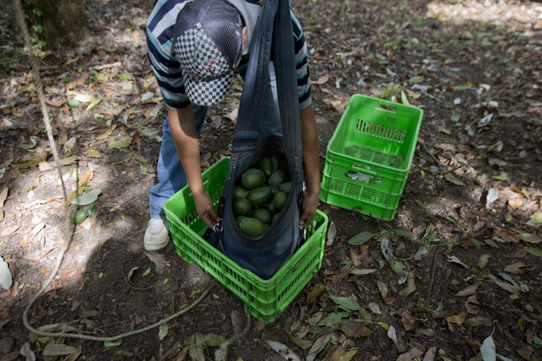 avocado harvesting