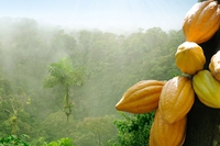 From coca to cocoa. The successful story of Peru