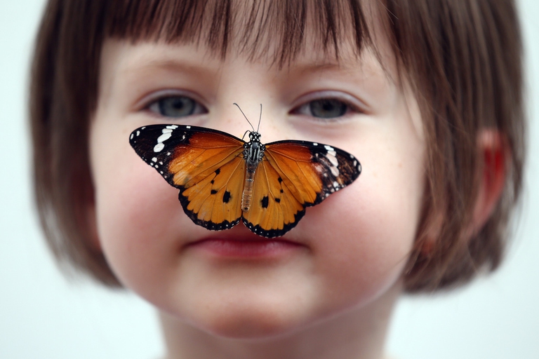 Sensational Butterflies Exhibition Launches With Hundreds Released