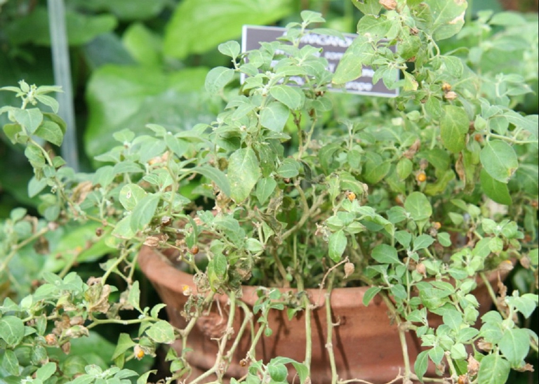 ashwagandha sistema immunitario