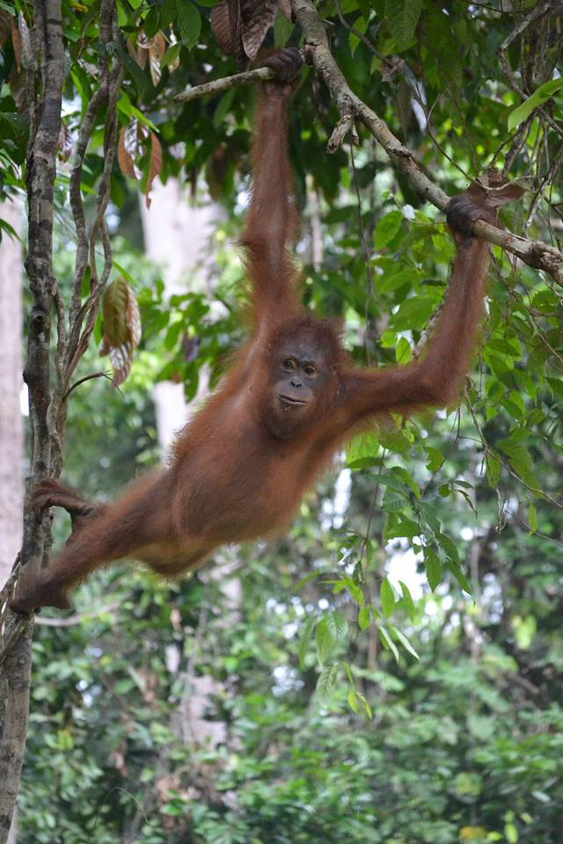 Sepilok Orangutan Rehabilitation Centre