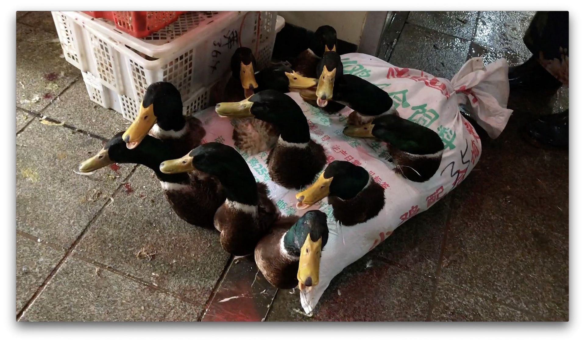 Un’immagine dai wet market in Cina