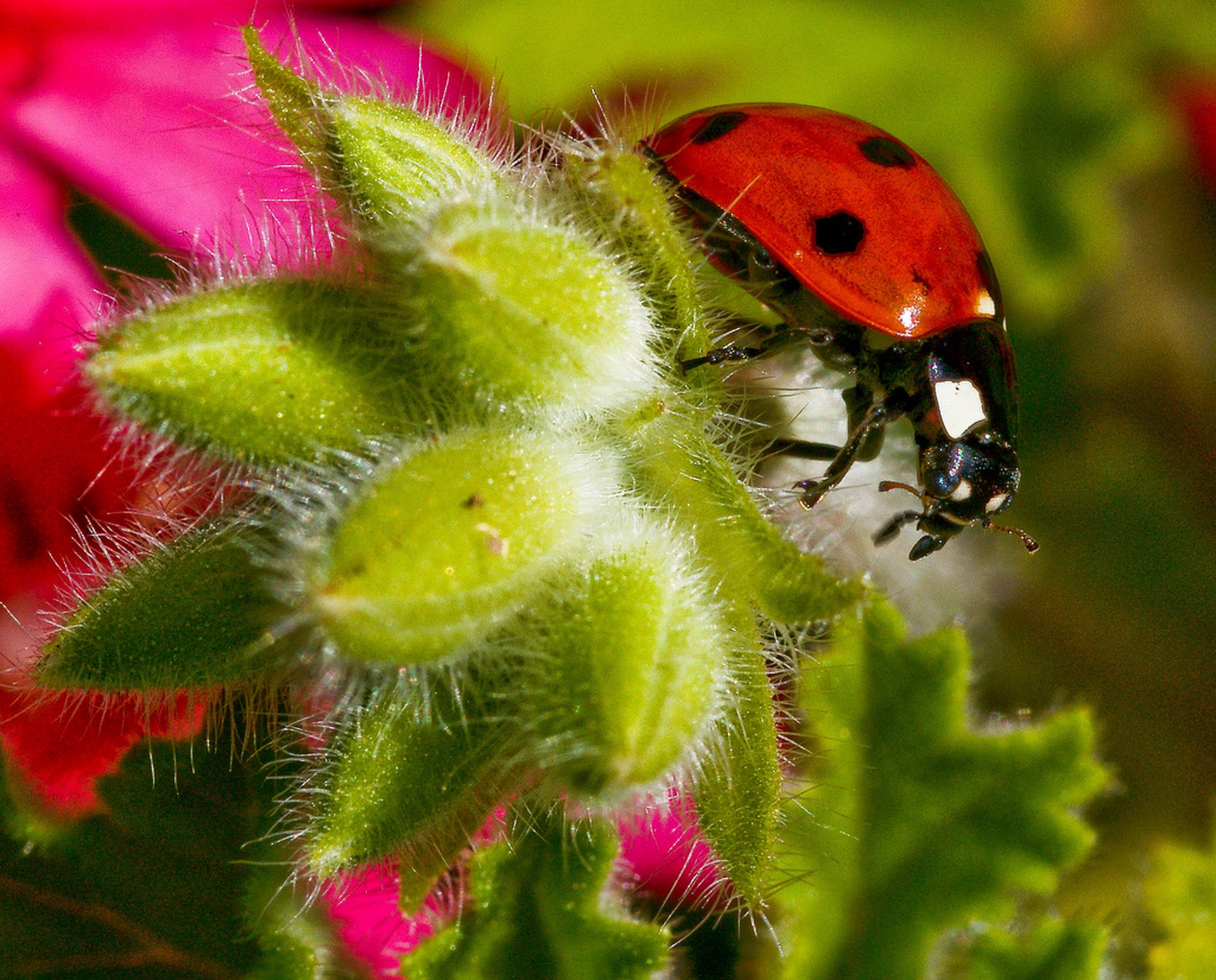 10 piante per attirare le coccinelle nel vostro giardino