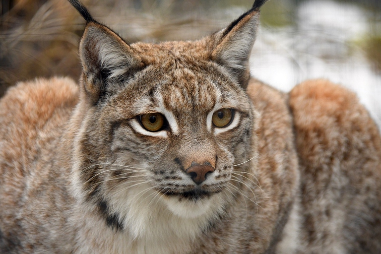 Lince  appostata durante la caccia