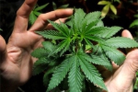 Palau, cannabis nel Pacifico