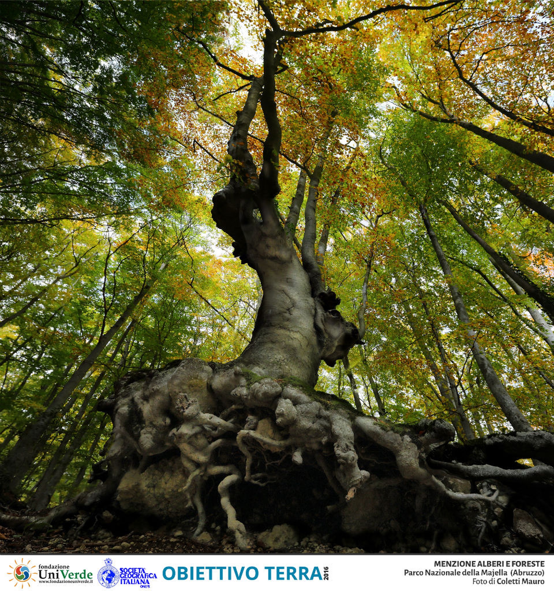 Coletti Mauro PN Parco Nazionale della Majella MENZIONE ALBERI E FORESTE_1