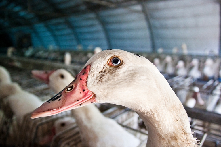 Un'oca in un allevamento per la produzione di foie gras