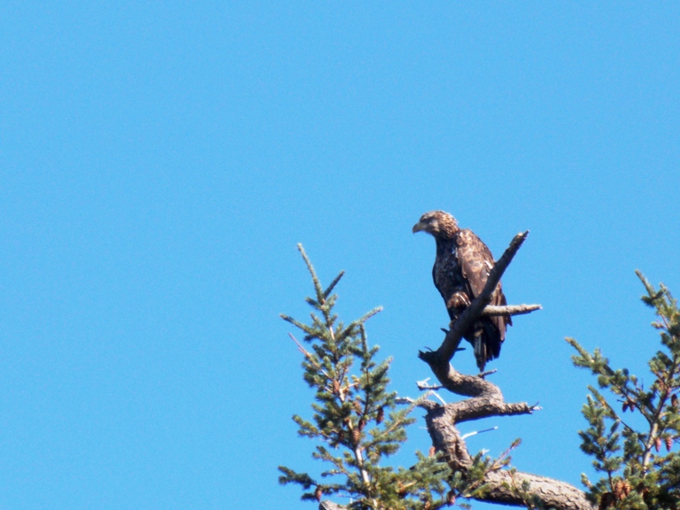 Osprey looking fro prey at Ebey's Landing