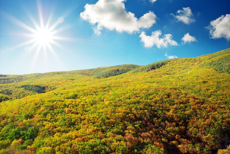 Foresta vista dall'alto durante l'autunno
