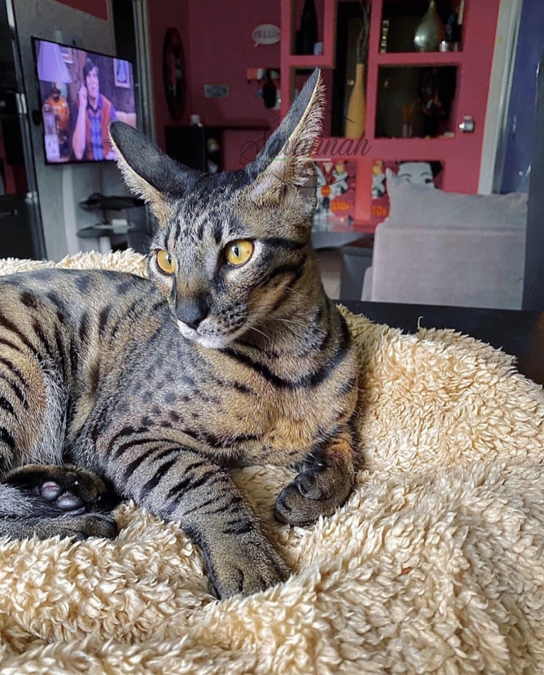 Caratteristiche del savannah