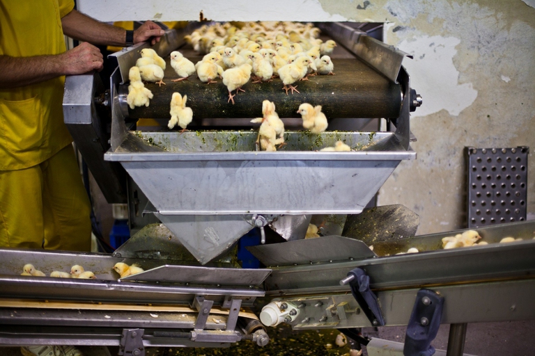 Chickens within the industry are subject to a never-ending cycle of abuse and suffering
