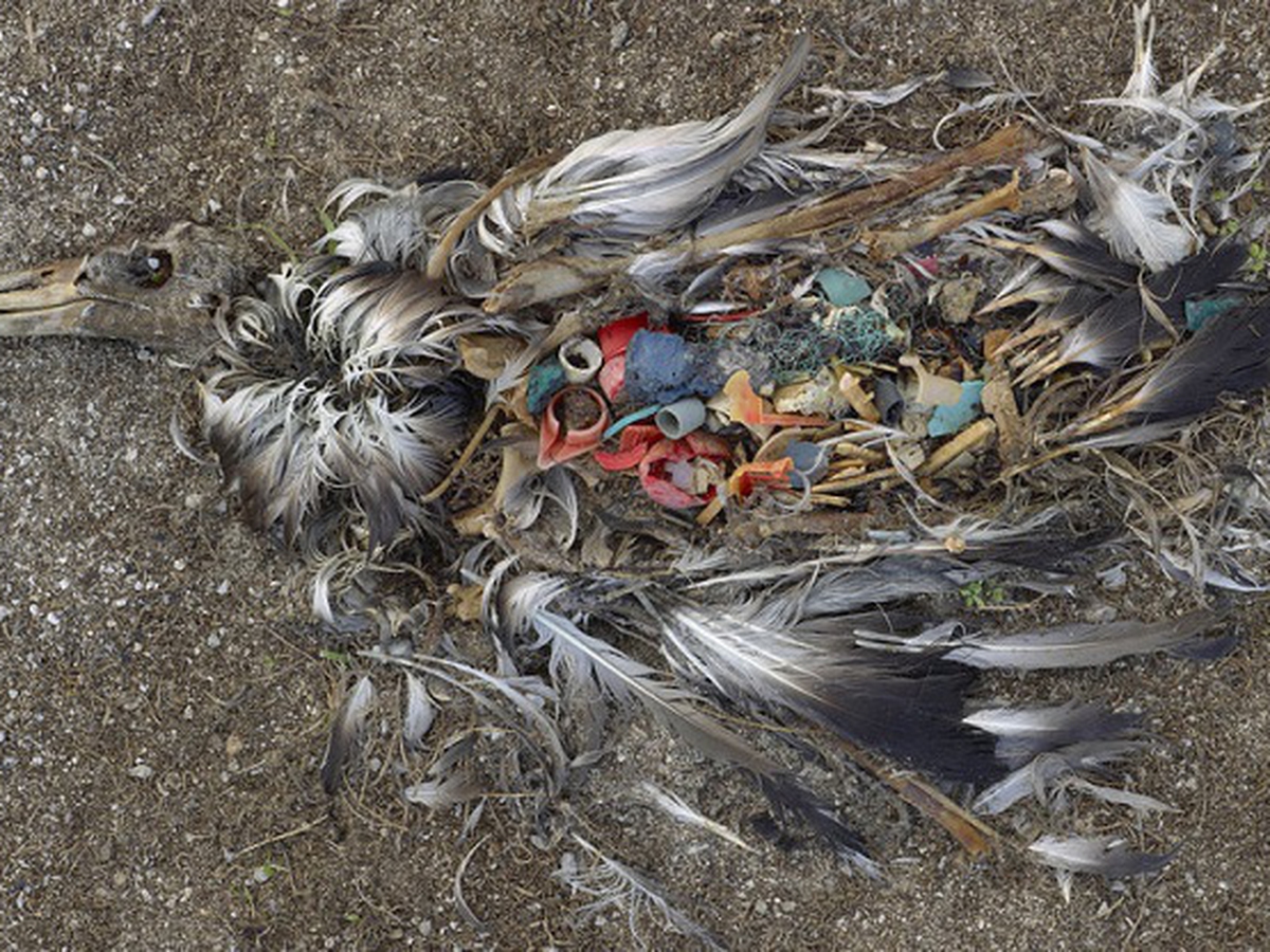 Uccelli Di Plastica Volano Su Mari Morenti Lifegate