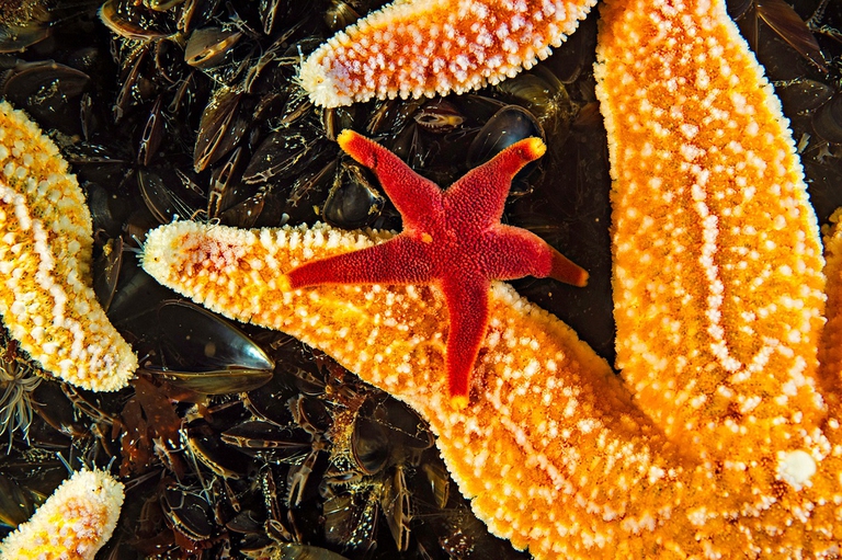 Biodiversità nell'oceano Atlantico