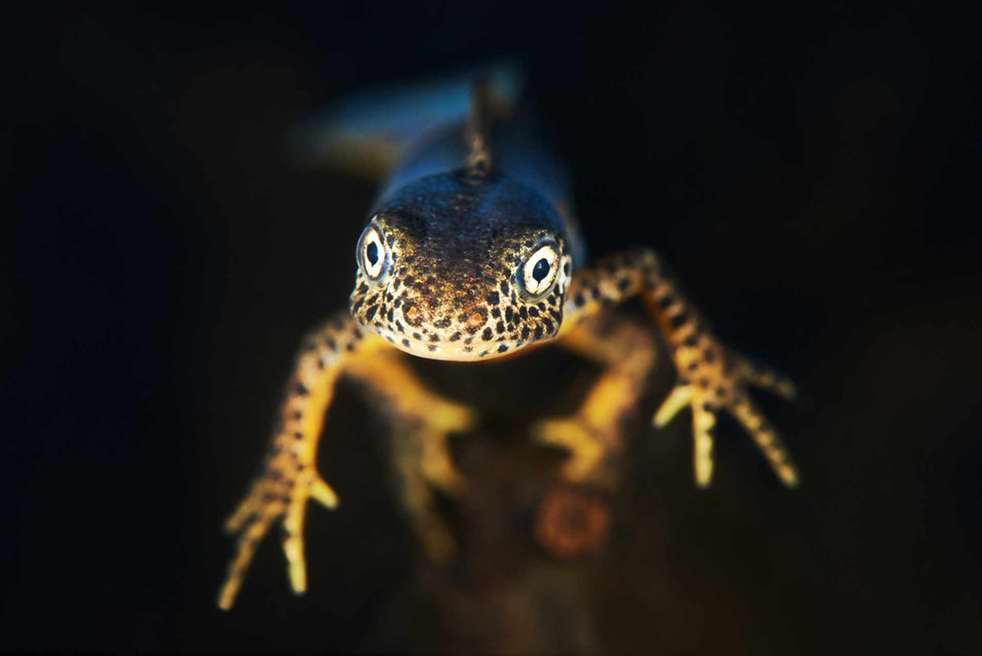 The winning photos of the Underwater Photographer of the Year 2018