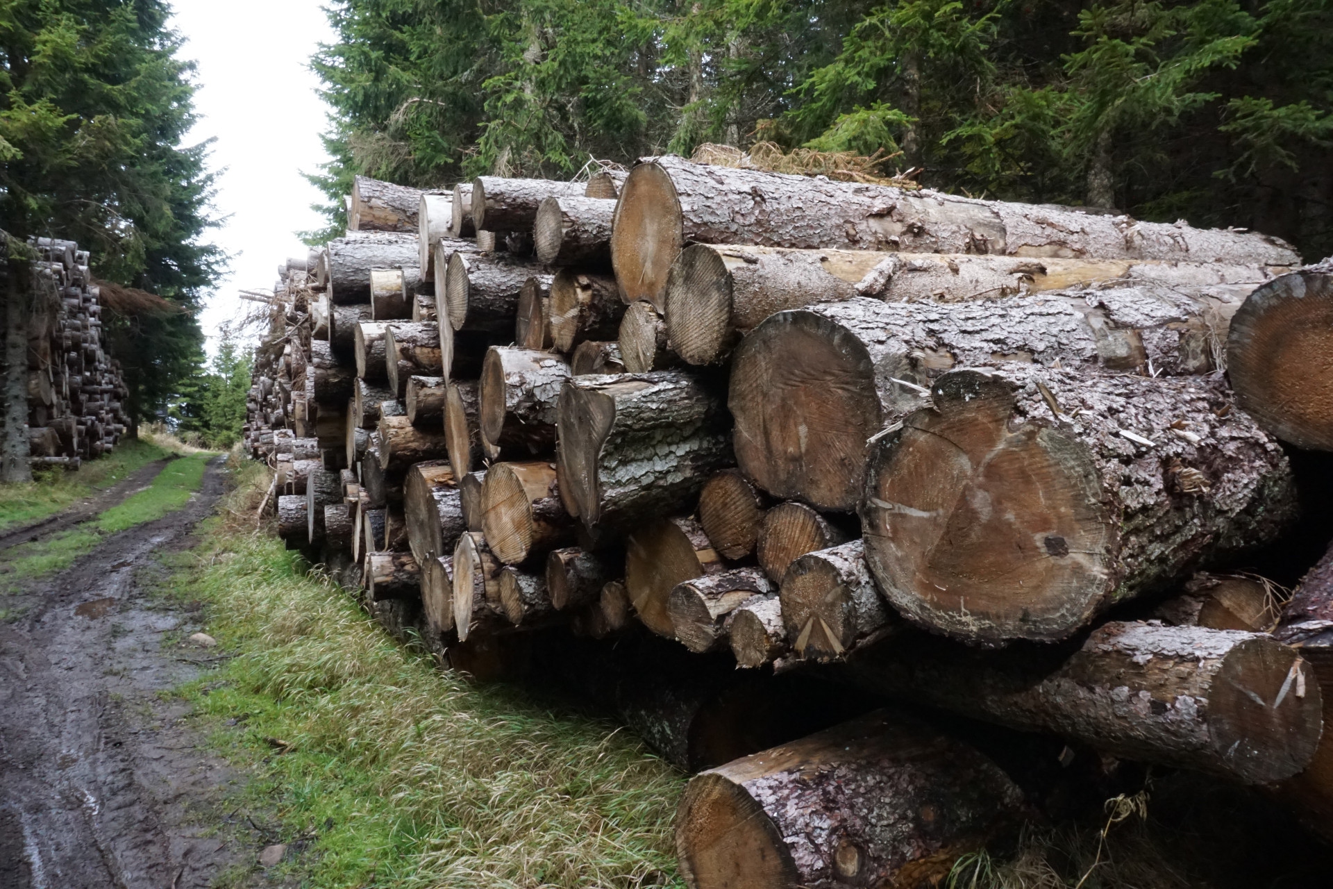 Il legname raccolto dopo lo schianto