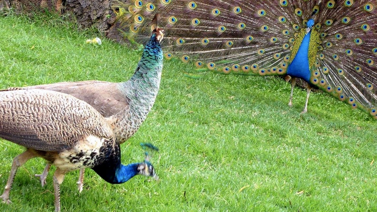 In natura, sceglie la donna