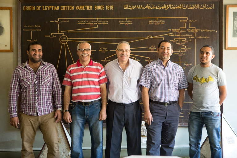 Coltivatori di cotone egiziani