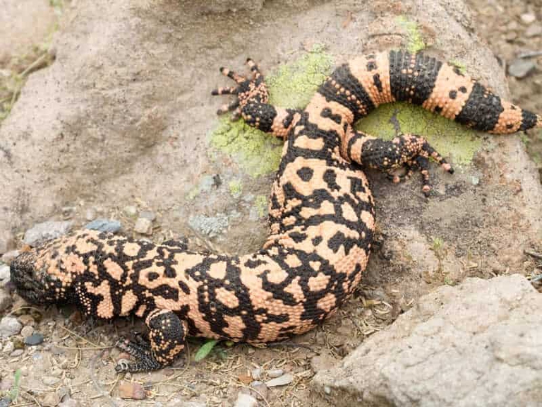 Eloderma Mostro di Gila