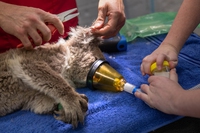 Australia. Koala minacciati dalla clamidia e dal riscaldamento globale