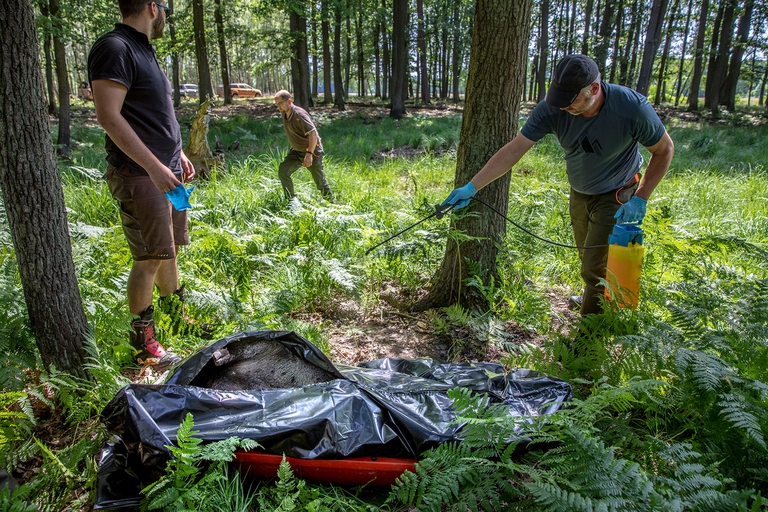 Casi di peste suina africana in Germania
