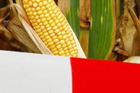 Ogm: chiesta etichettatura per latte, carne e uova