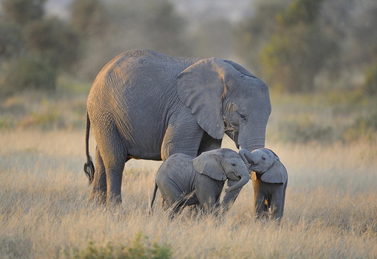 Mamma elefante con due piccoli