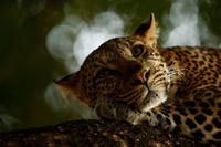 Il Wildlife photographer of the year al Forte di Bard, una cornice unica per foto di natura spettacolari