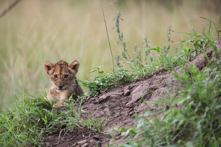 Lion cub, Akagera National Park, Rwanda © Sean Carter