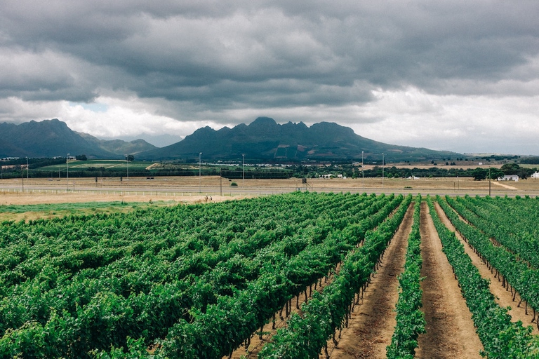 South Africa, wine, vineyard