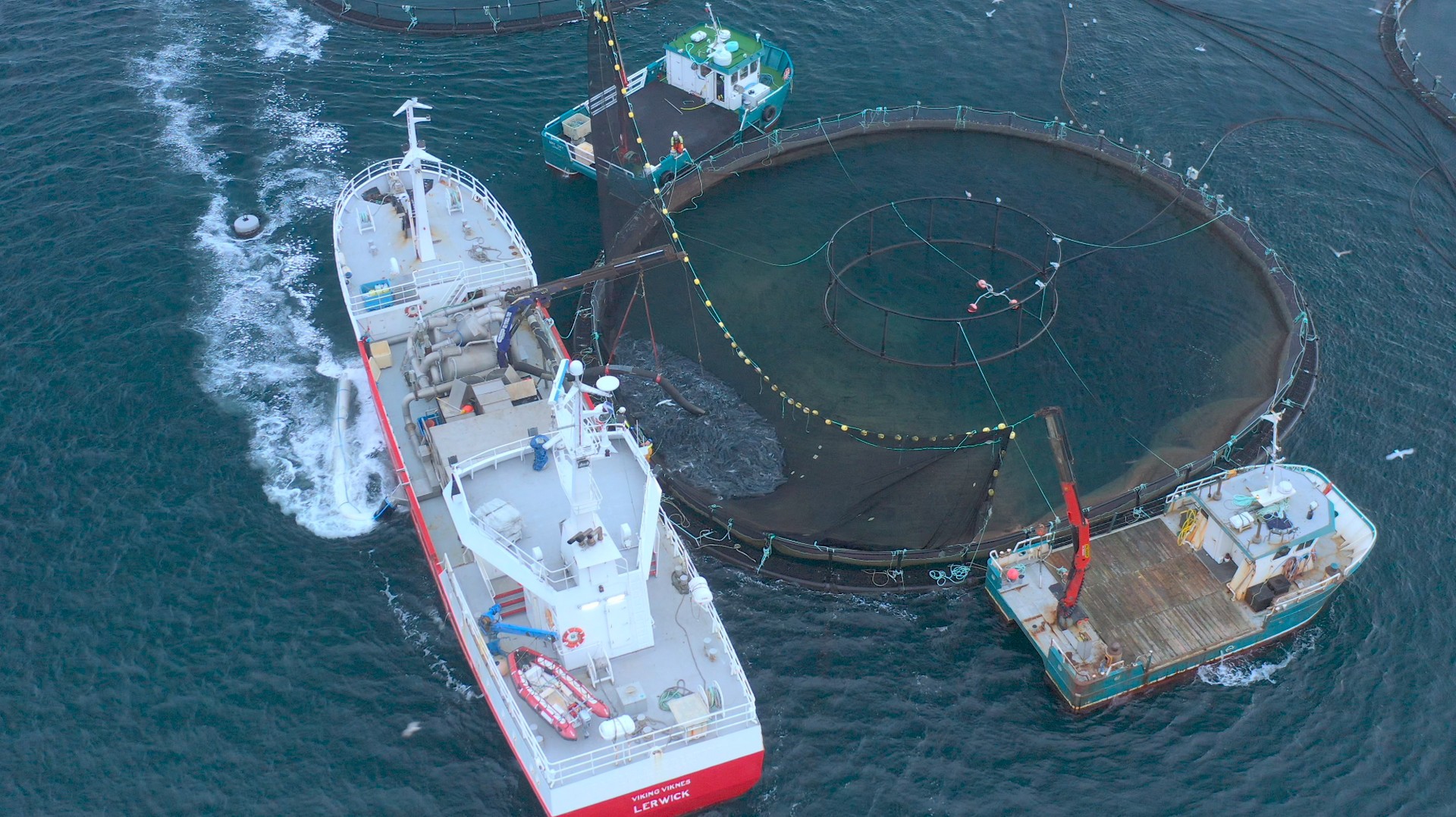 Una nuova inchiesta negli allevamenti di salmoni scozzesi svela le crudeltà che devono subire