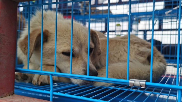 Un cane chiuso in gabbia a Yulin