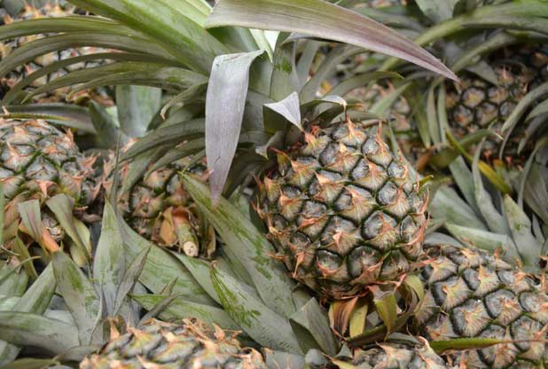 ananas