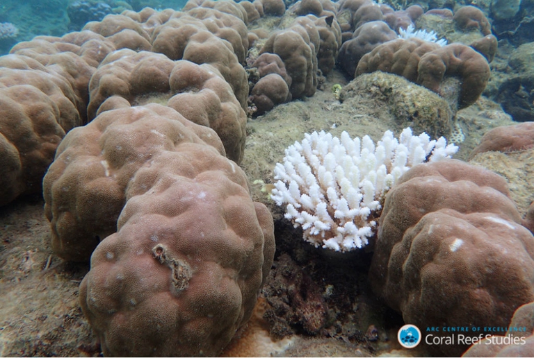 Un terzo della Grande barriera corallina è morta a causa dell'aumento delle  temperature - LifeGate