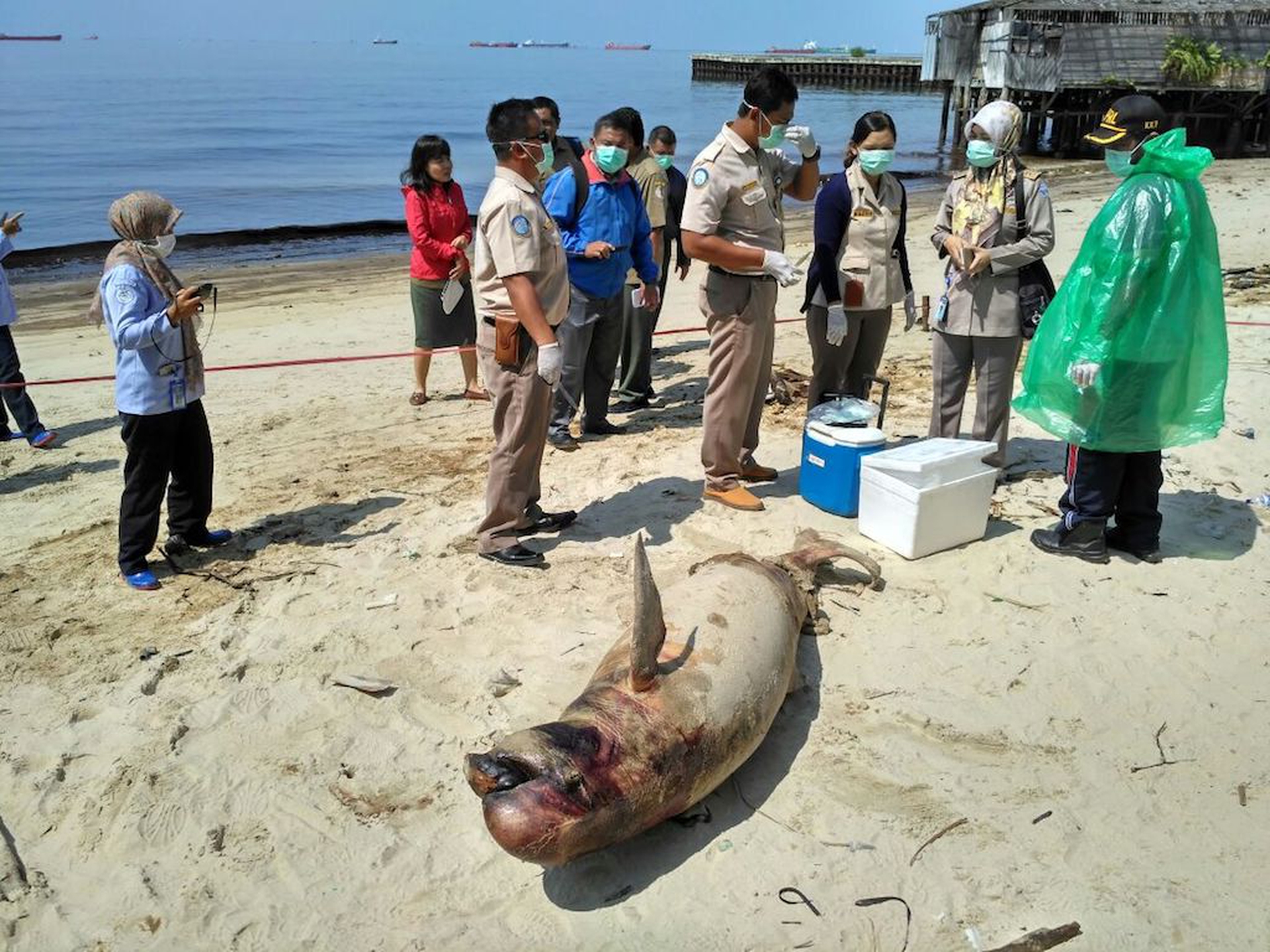 Balikpapan, dead Irrawaddy dolphin