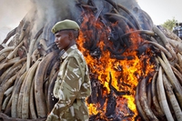 Bracconaggio di zanne d’avorio d’elefante in Africa: la lotta del Kenya
