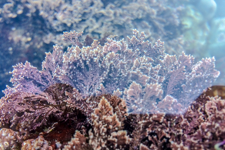 corallina comune, acidificazione degli oceani, riscaldamento globale, 