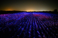 Grow, l’opera di light design che Daan Roosegaarde ha progettato per dare luce all’agricoltura