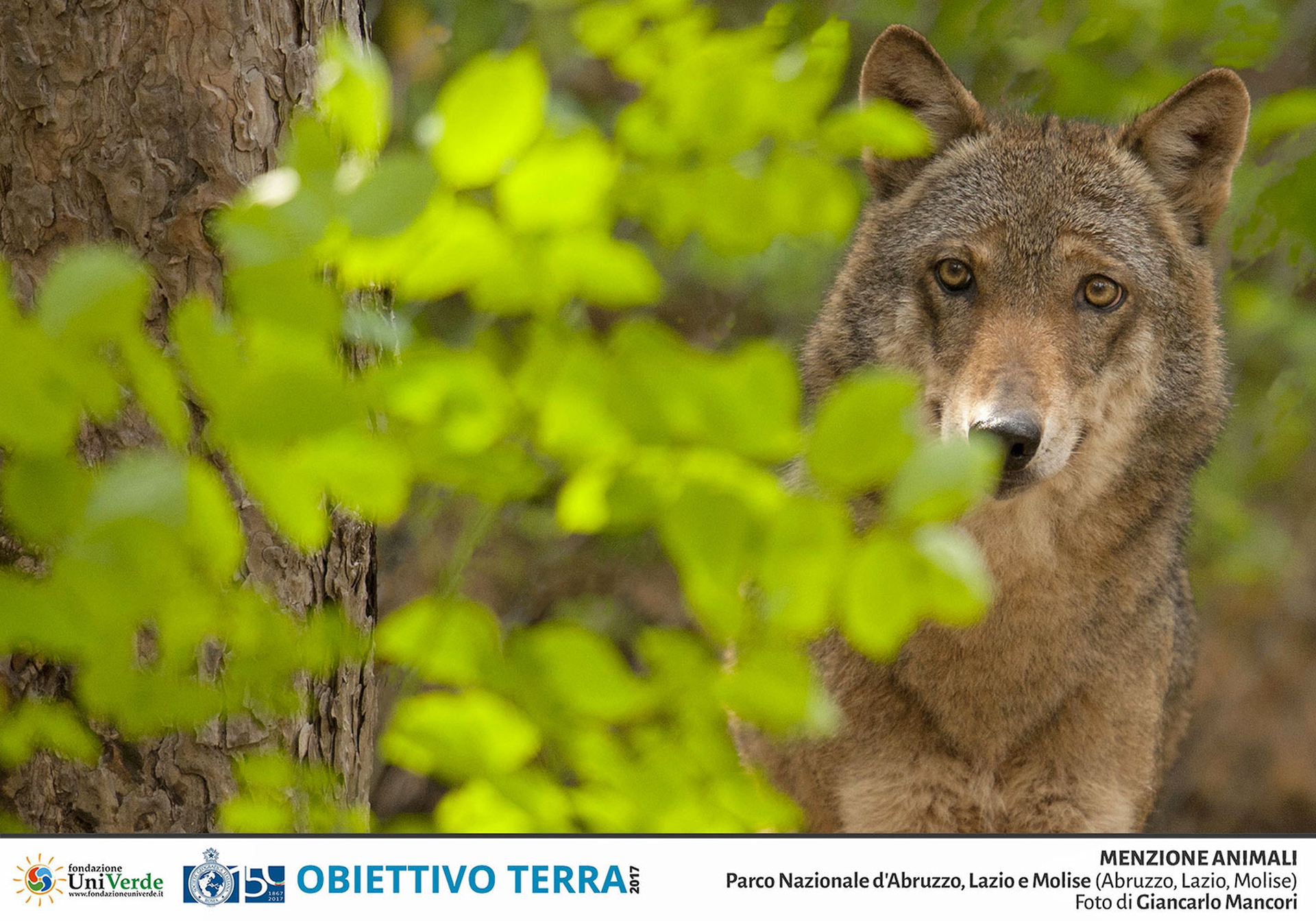 Giancarlo-Mancori---Menzione-Animali