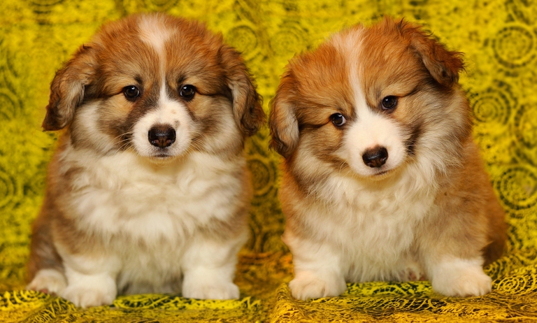 welsh corgi cuccioli