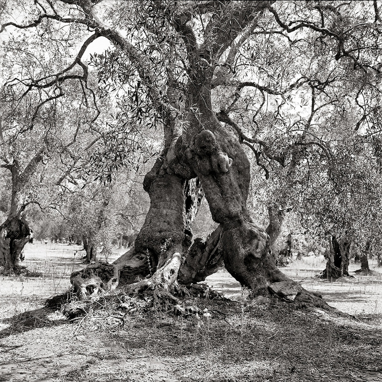 Jacques Berthet, xyella