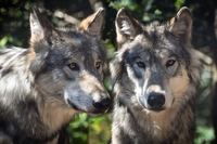 Il lupo per l’Europa potrebbe non essere più una specie protetta
