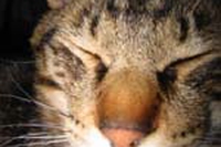 Gatto. La storia dell’infallibile cacciatore di topi