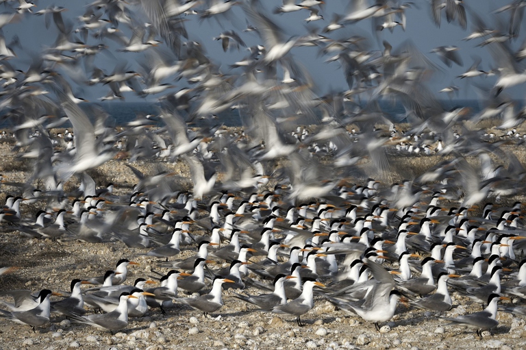 Sterne durante la migrazione