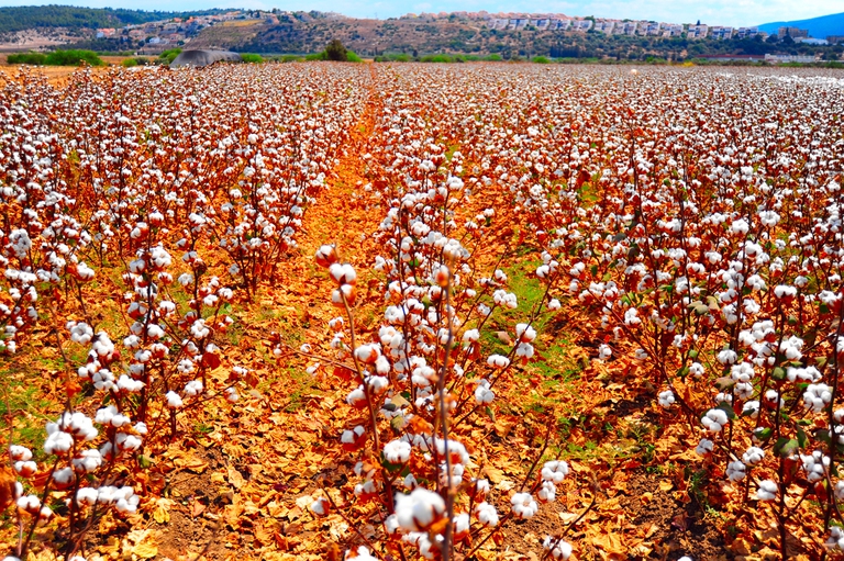 Gli insetti impollinano anche il cotone: dunque la loro scomparsa ha un impatto anche sull'industria tessile.