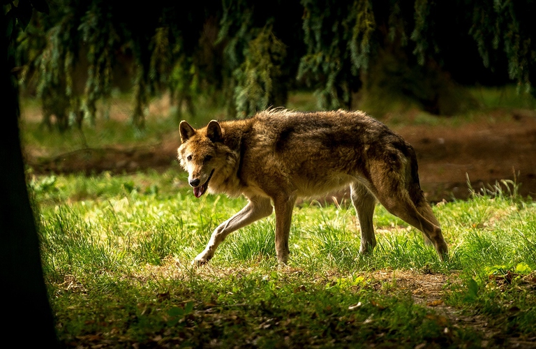 Norway Plans To Kill 47 Of Its Remaining 68 Wolves Lifegate