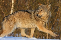 Human presence is worse than radiation. Wildlife has returned to Chernobyl