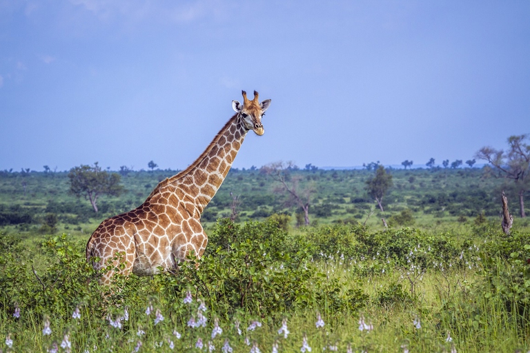  Giraffa nel parco nazionale di Kruger, Sudafica