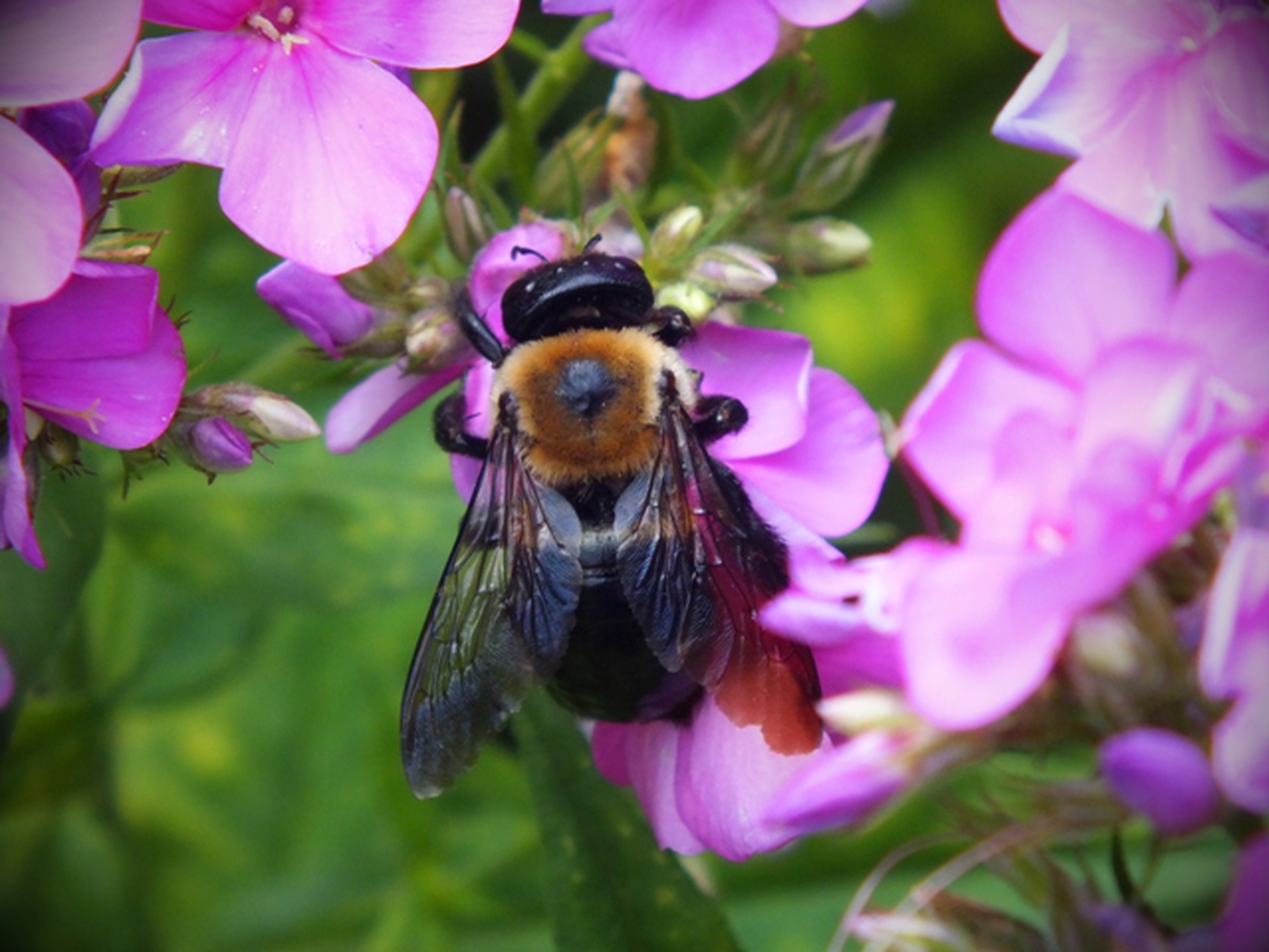 10 piante da coltivare per attirare le api (e nutrirle)